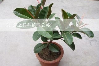 怎么样种植蒲公英?