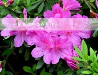 种植花草的要点是什么？