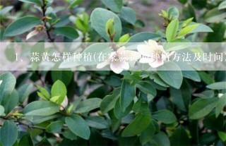 蒜黄怎样种植(在家蒜黄的种植方法及时间)