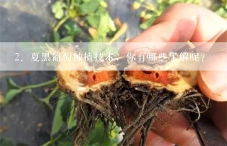 夏黑葡萄种植技术，你有哪些了解呢？