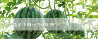 蔬菜中的豆类有哪些