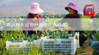 湖南现在适合种植些什么蔬菜？