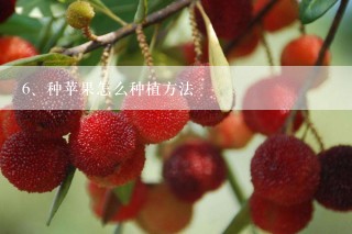 种苹果怎么种植方法