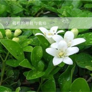 葛根的种植与栽培