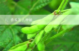 香瓜怎么种植