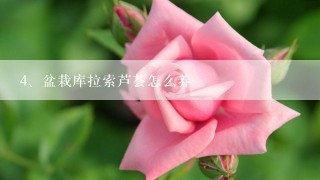 盆栽库拉索芦荟怎么养