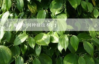 魔芋如何种植技术