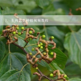 多肉怎么种植视频教程