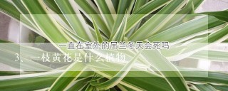 一枝黄花是什么植物