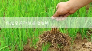 保定桑黄种植基地地址