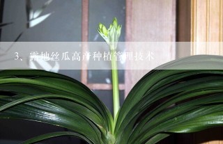 露地丝瓜高产种植管理技术