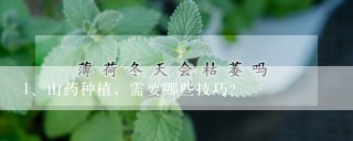 山药种植，需要哪些技巧？