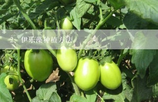 伊乐藻种植方法