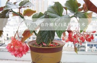 白菜品种，早春冷棚大白菜种植技术