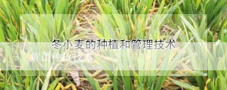 黄芪种植技术