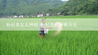 枸杞菜怎么种植 枸杞菜的种植方法