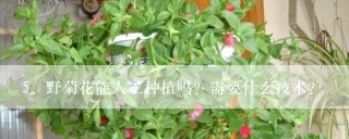 野菊花能人工种植吗？需要什么技术？