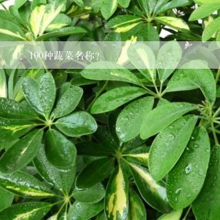 100种蔬菜名称？