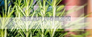 常见蔬菜的营养价值及功效