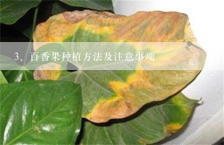 百香果种植方法及注意事项