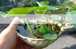 芡实的种植技术方法 芡实种植技术介绍