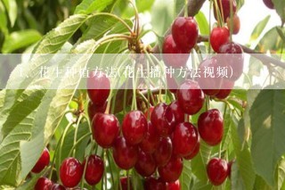 花生种植方法(花生播种方法视频)