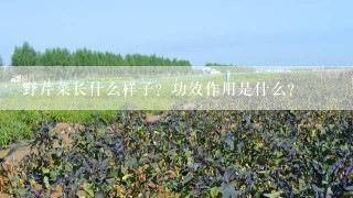 野芹菜长什么样子？功效作用是什么？