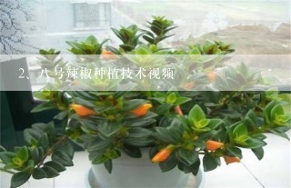 八号辣椒种植技术视频