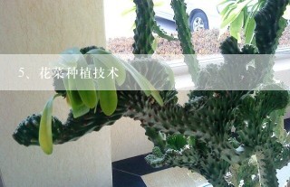 花菜种植技术