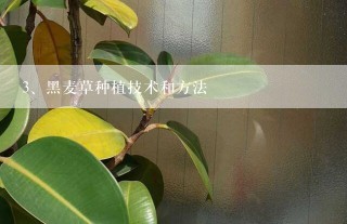 黑麦草种植技术和方法