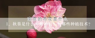 秋葵是什么时候种的？有哪些种植技术？