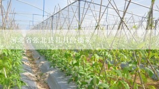 河北省张北县几月份摘菜