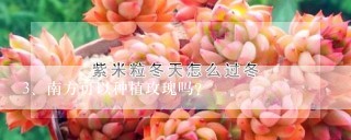 南方可以种植玫瑰吗？