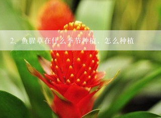 鱼腥草在什么季节种植，怎么种植