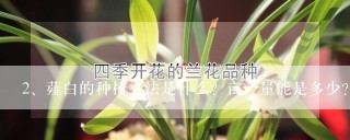 薤白的种植方法是什么？亩产量能是多少？