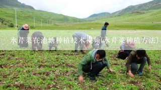 水芹菜在池塘种植技术视频(水芹菜种植方法)