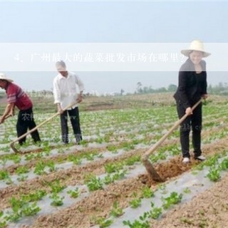 广州最大的蔬菜批发市场在哪里？