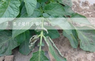 黍子是什么农作物?