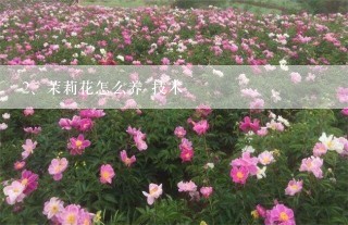 茉莉花怎么养 技术