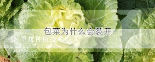 重楼种植技术