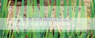 离我最近的蔬菜批发市场在哪