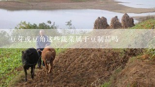 豆芽或豆角这些蔬菜属于豆制品吗