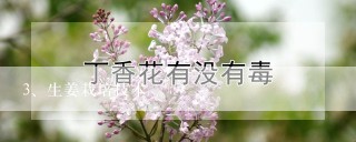 生姜栽培技术