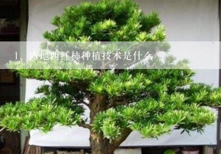 露地西红柿种植技术是什么