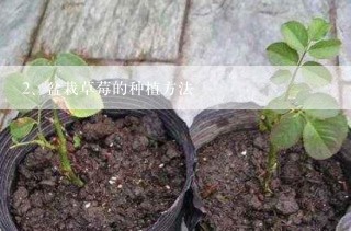 盆栽草莓的种植方法