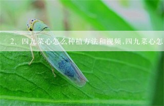 四九菜心怎么种植方法和视频,四九菜心怎么种植方法