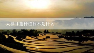 大棚甘蓝种植技术是什么