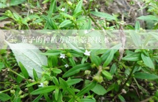 茄子的种植方法和管理技术