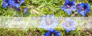 所有蔬菜种类图片