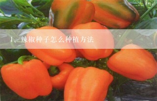 辣椒种子怎么种植方法